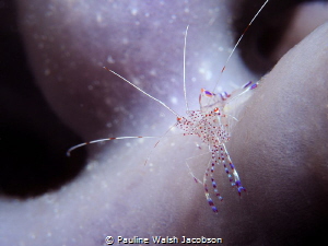 Juvenile Spotted Cleaner Shrimp, Mingo Cay, U.S. Virgin I... by Pauline Walsh Jacobson 